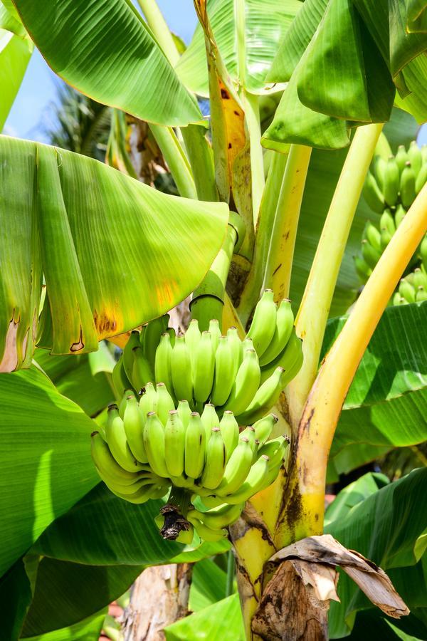 Channa Villa & Tours Bentota Buitenkant foto
